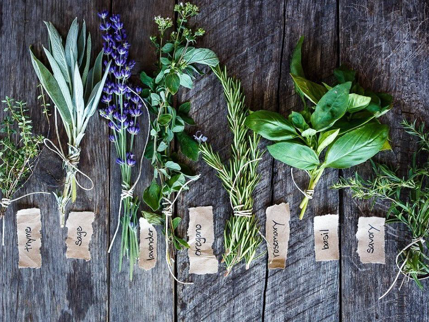 Harnessing the Power of Natural Herbs for Wellness