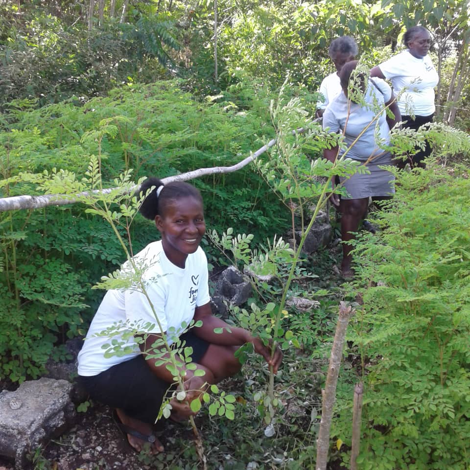 Trees: Haiti Pollinator Agroforestry